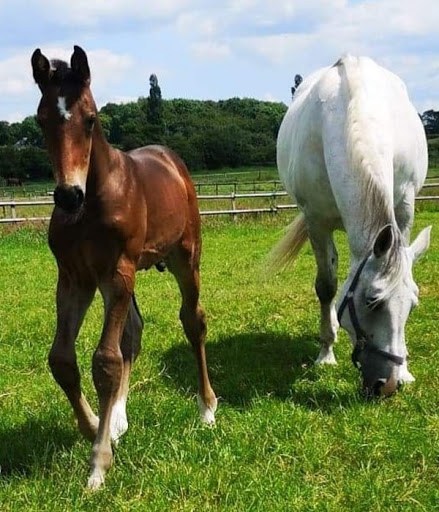 Warmblood Broodmare.jpg